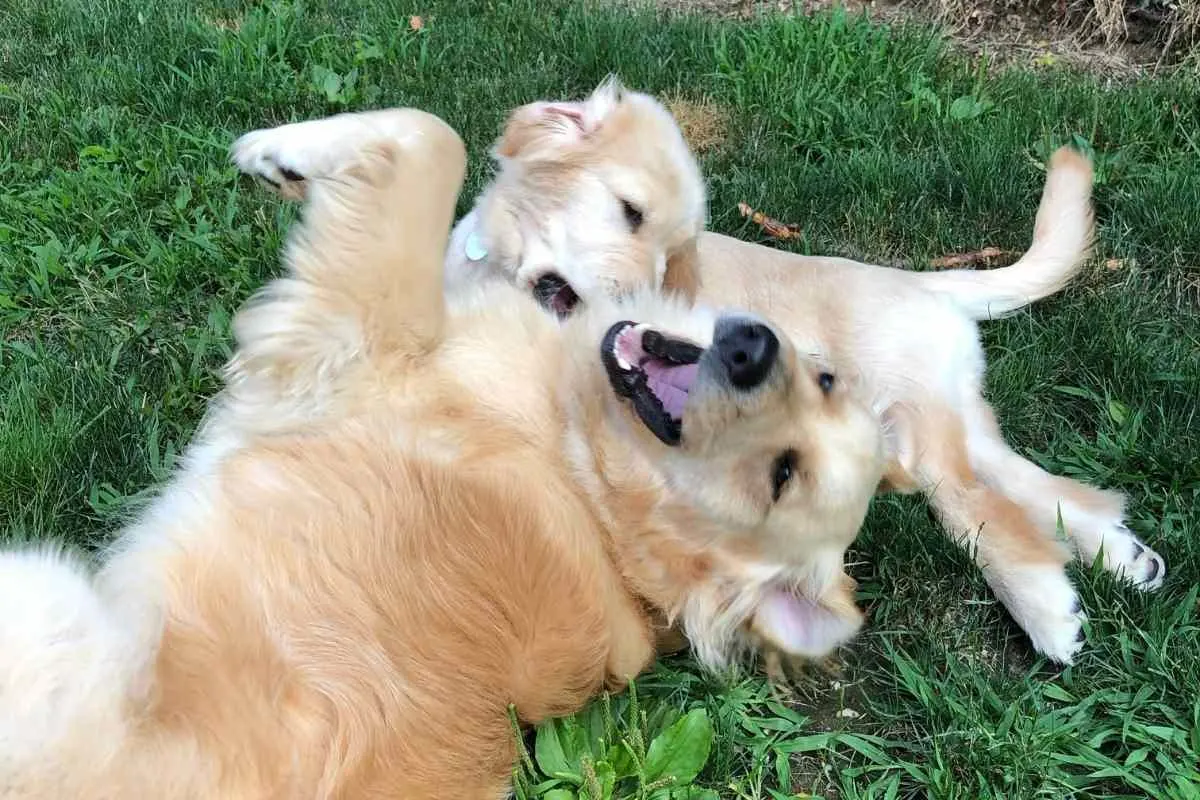 What Age Are Dogs Fully Grown