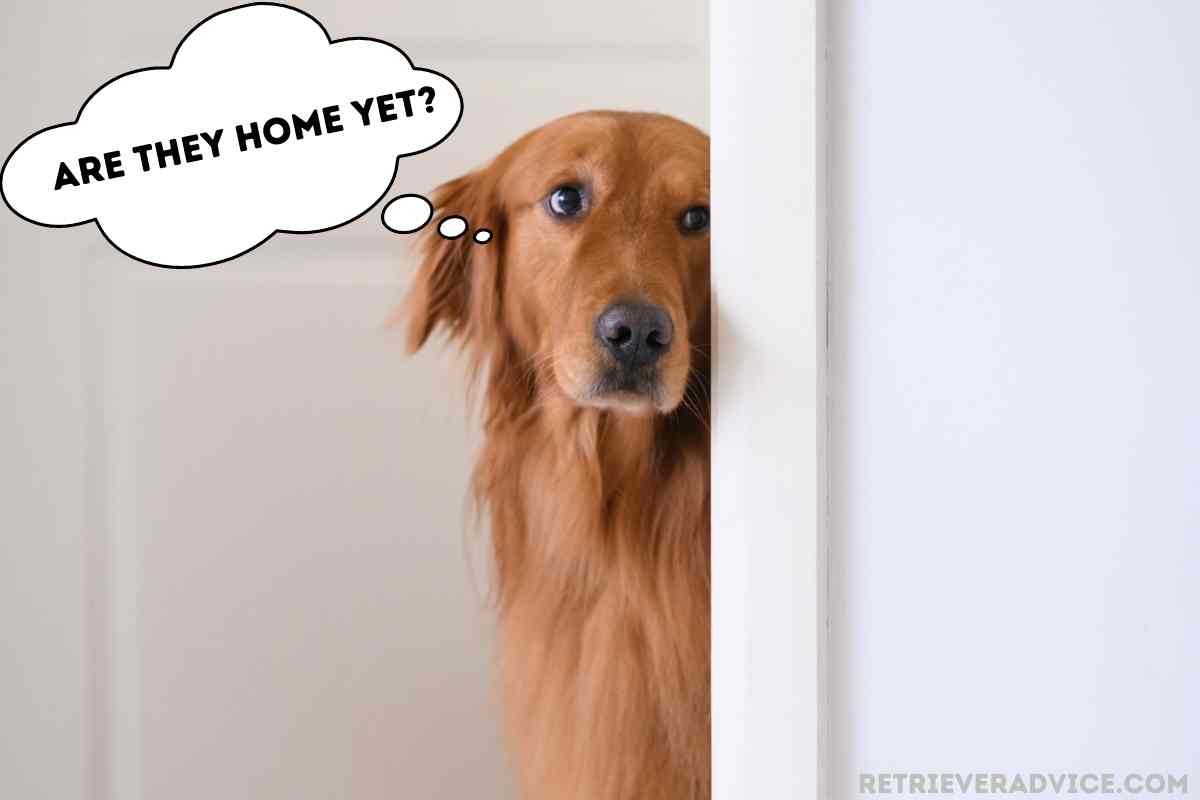 Can A Golden Retriever Be Left Alone?