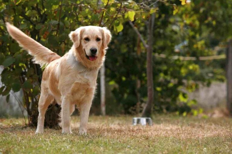 Can Golden Retrievers Live Outside?