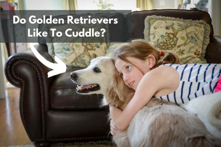Do Golden Retrievers Like To Cuddle?