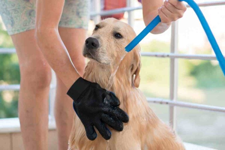 Do Golden Retrievers Smell? And What To Do About It…