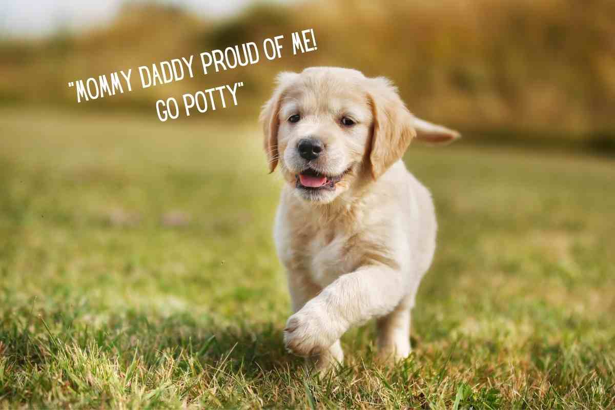 How Long Does It Take To Potty Train A Golden Retriever Puppy? #dogs #retriever #goldenretriever #puppy #puppies