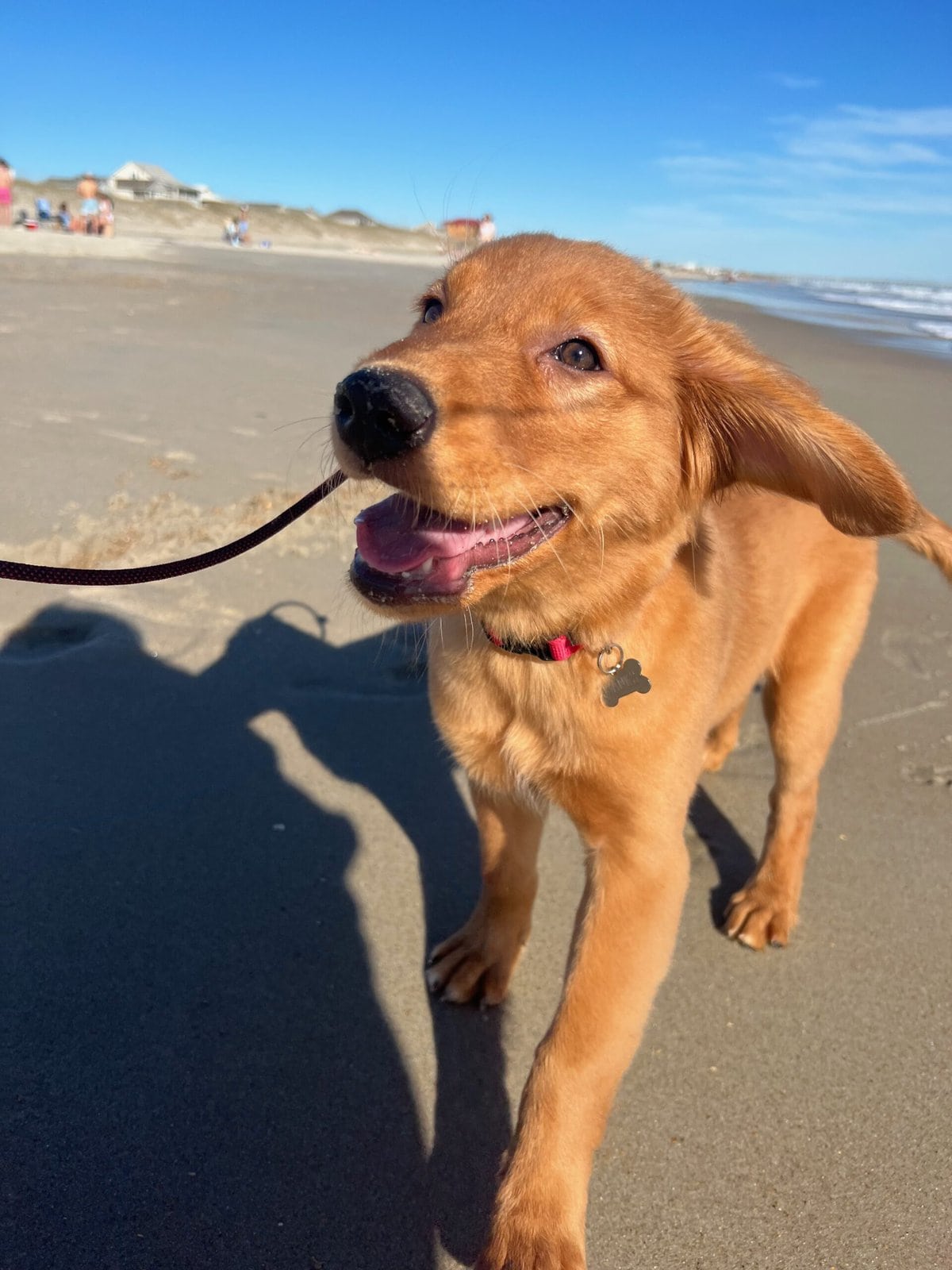 Banks the Golden Retriever smiling and playing on the beach