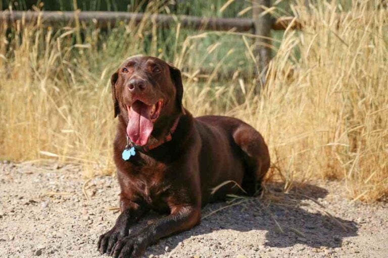 What Temperature Is Too Hot For Labrador Retrievers?