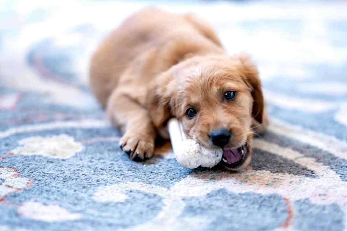 When Do Golden Retriever Puppies Stop Biting?