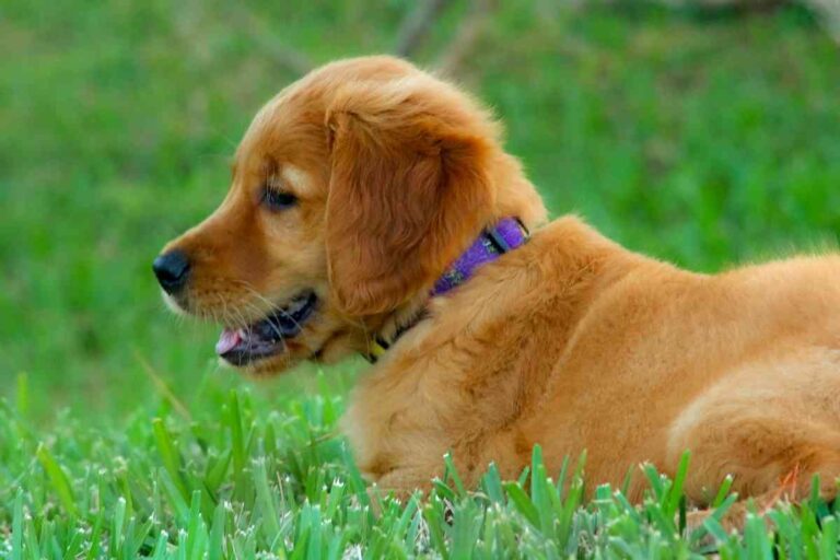 When Do Golden Retrievers Shed Their Puppy Coat?