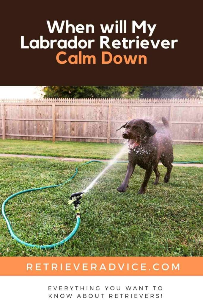 When will My Labrador Retriever Calm Down
