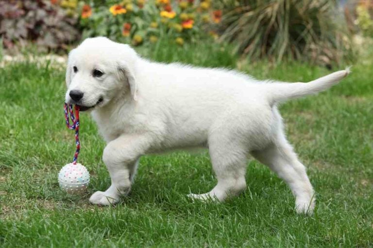 Why Are Golden Retriever Puppies So Expensive?