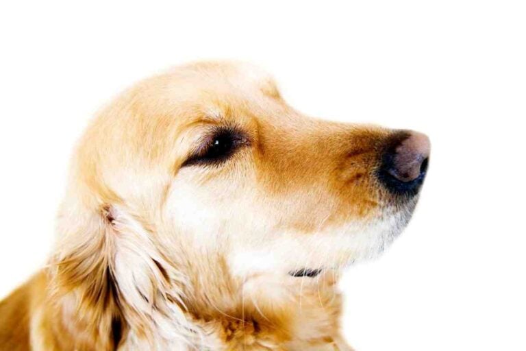 Why Do Golden Retrievers’ Noses Turn Pink?