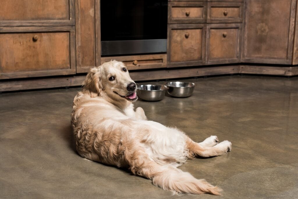 How to Keep a Golden Retriever Smelling Good Retriever Advice