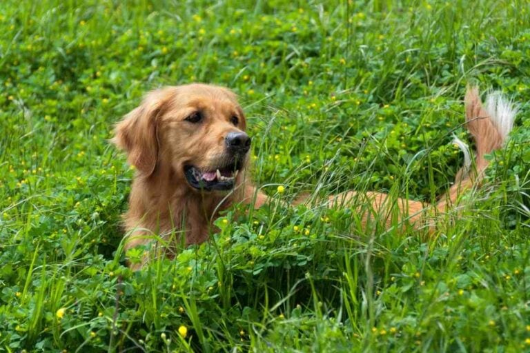Dark Colored Golden Retrievers – Everything You Need to Know