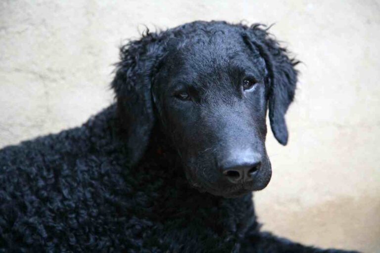Do Curly Coat Retrievers Shed A Lot?