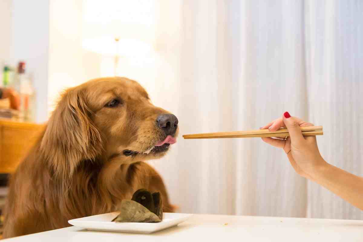 Should I switch my golden retriever to a raw food diet? 