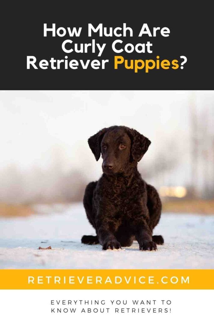 How Much Are Curly Coat Retriever Puppies 1 How Much Are Curly Coat Retriever Puppies?