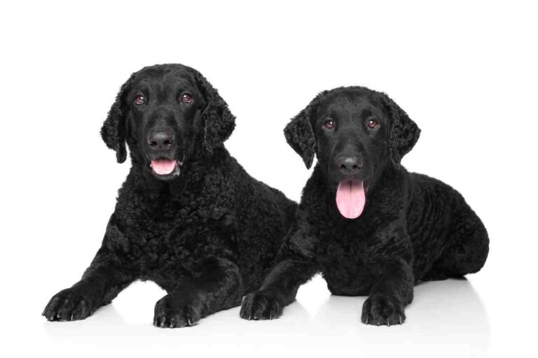 How Much Are Curly Coat Retriever Puppies?