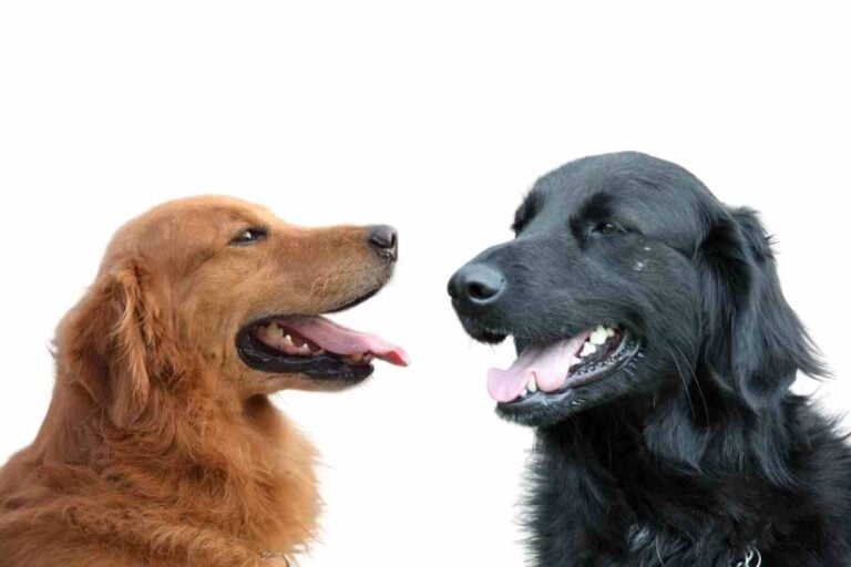 What Is The Difference Between A Flat-Coated Retriever And A Golden Retriever?