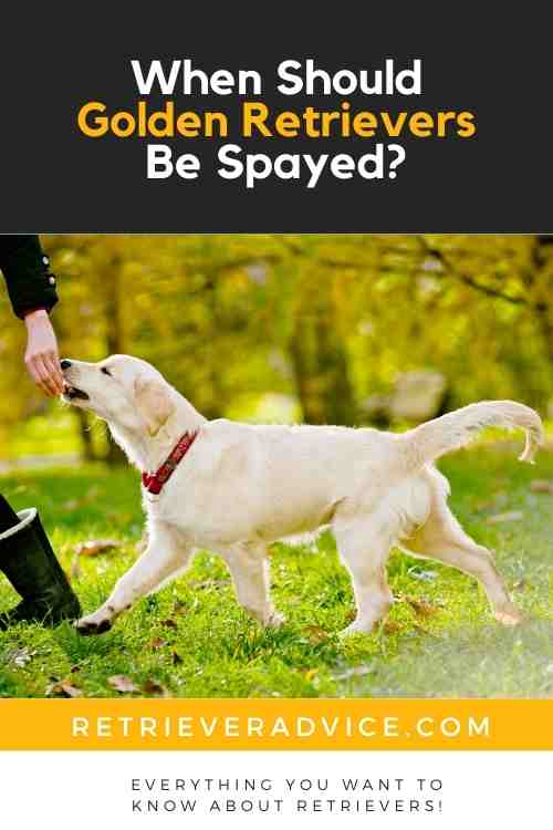When Should Golden Retrievers Be Spayed?