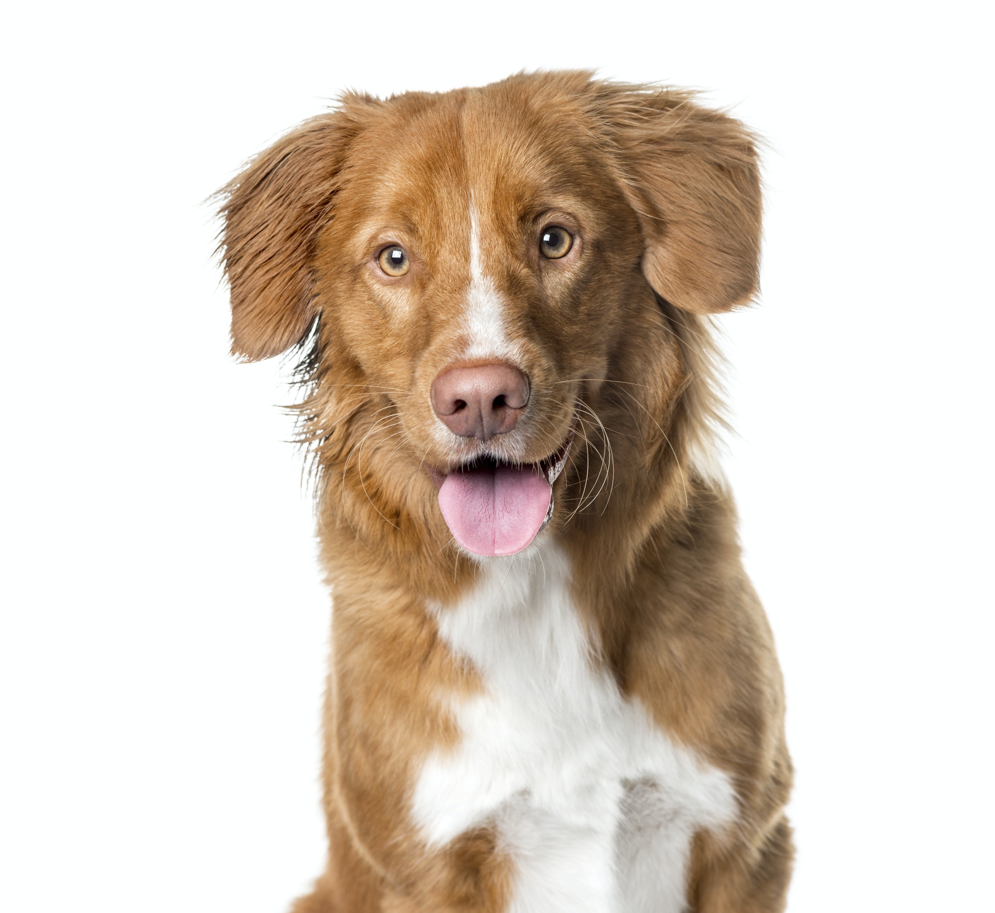 Close-up of a Nova Scotia Duck Tolling Retriever panting , isolated on white