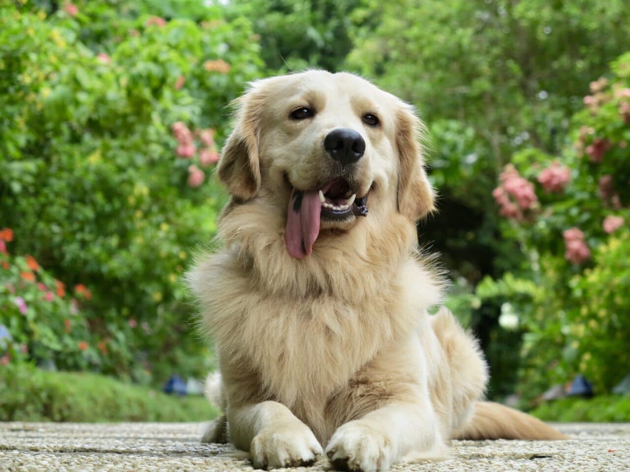 Why is my Golden Retriever panting?