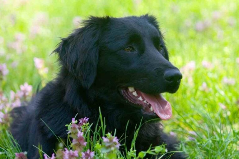 What Breed Of Dog Looks Like The Black Golden Retriever?