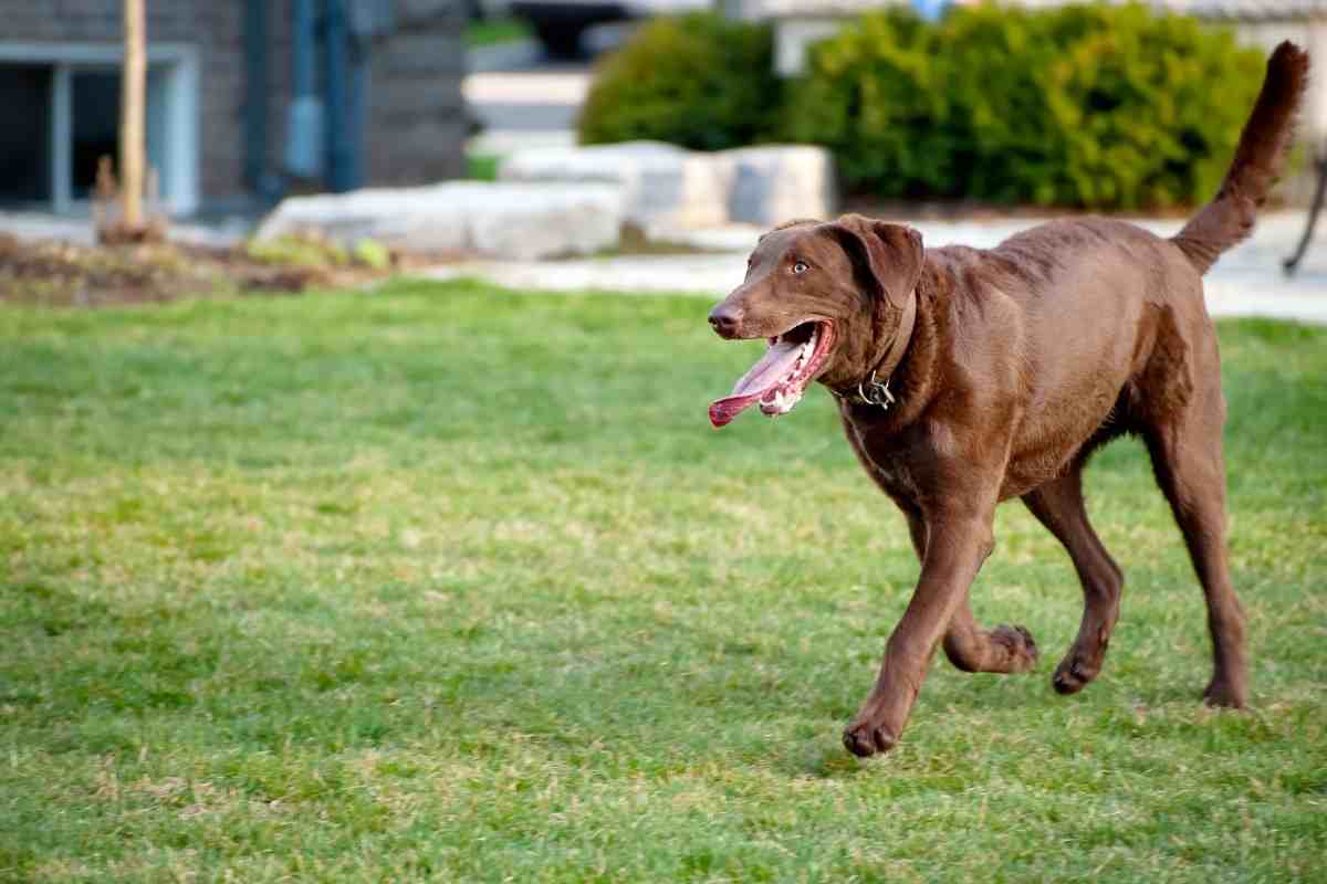 When do Chesapeake Bay Retrievers stop growing? What if my Chesapeake Bay Retriever is above or below the guided weight and height?