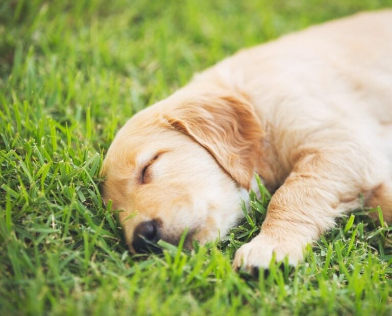 How Much Sleep Does a Golden Retriever Puppy Need?