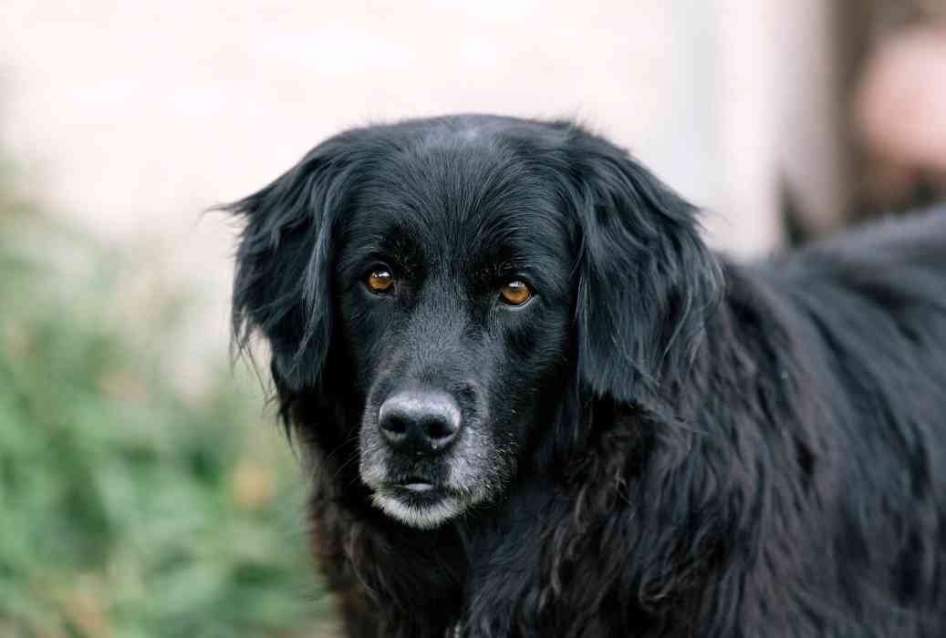 Can You Shave a Flat Coated Retriever 1 Can You Shave a Flat-Coated Retriever?