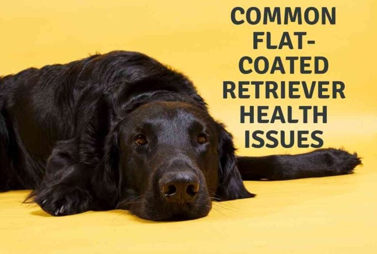 Common Flat-Coated Retriever Health Issues