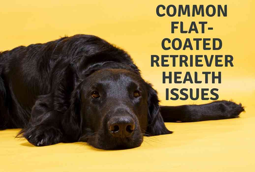 Can You Shave a Flat Coated Retriever 2 Common Flat-Coated Retriever Health Issues
