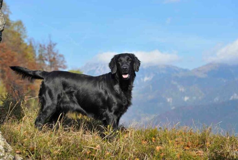Can You Shave a Flat-Coated Retriever?