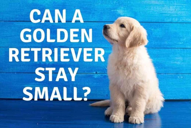 Can a Golden Retriever Stay Small?