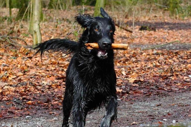 When Does a Flat Coated Retriever Stop Growing? (Revealed!)