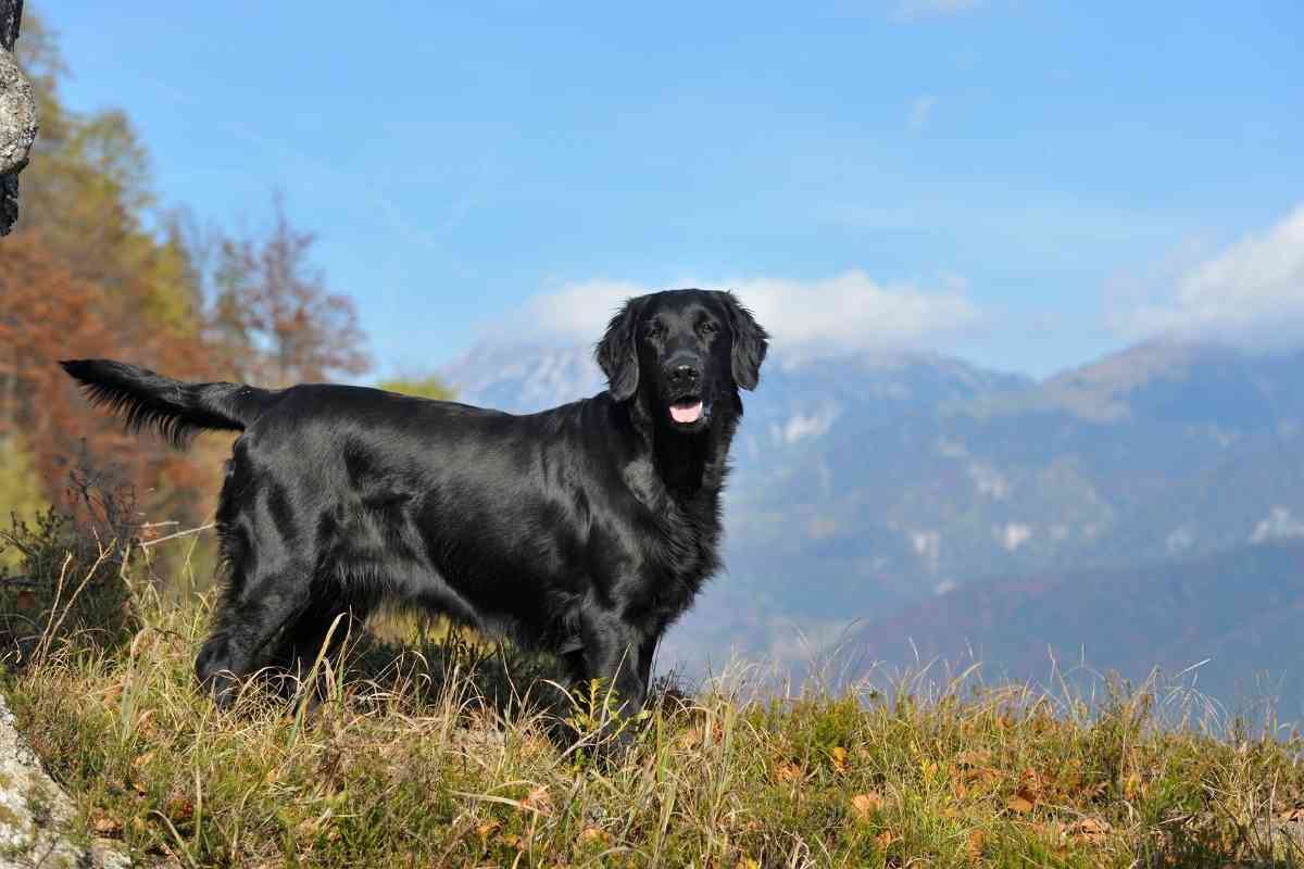 When Does a Flat Coated Retriever Stop Growing?