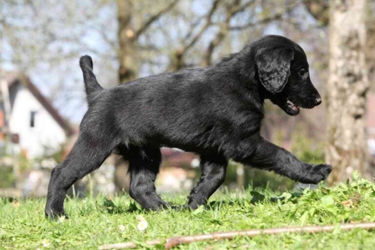 How Big Does a Flat Coated Retriever Get? (Answered!)