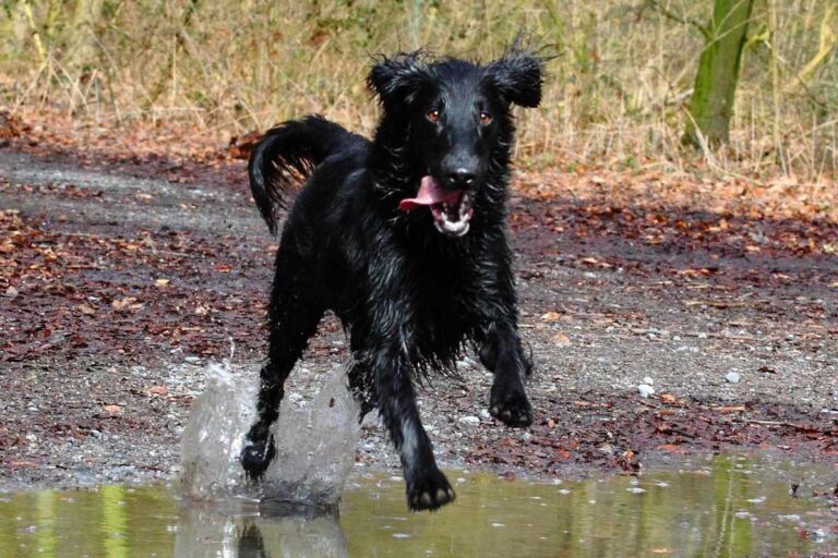 How Much Exercise Does a Flat Coated Retriever Need?