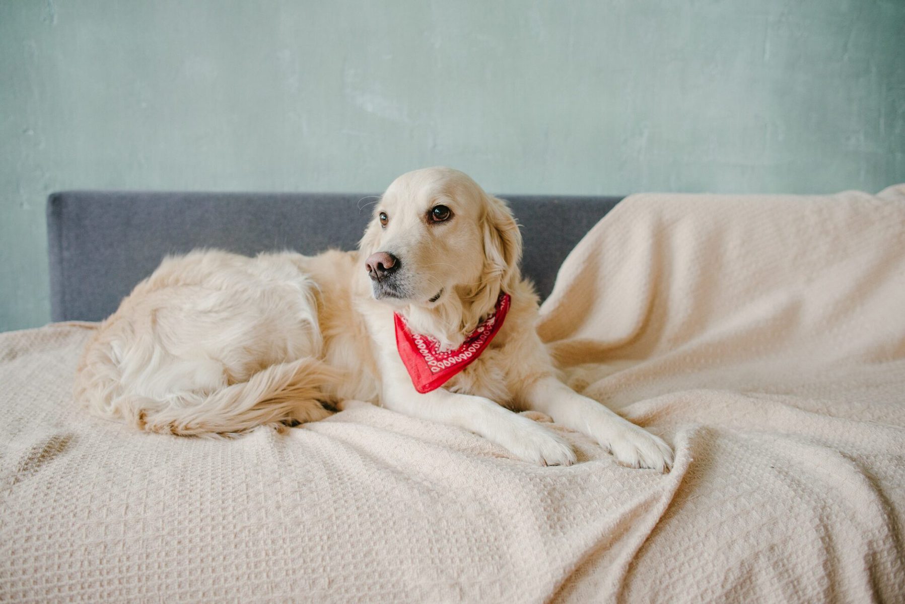 Golden Retriever Average Height An AllAges Guide Retriever Advice