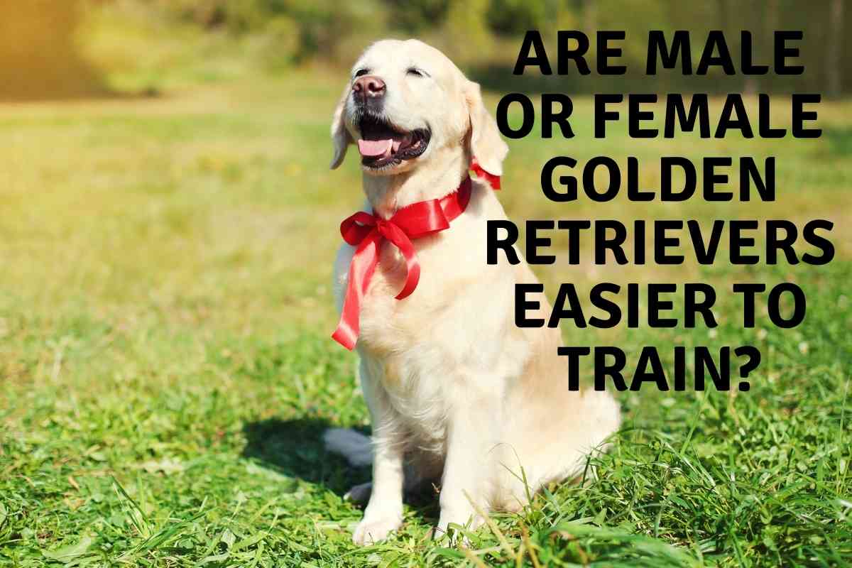 Are Male or Female Golden Retrievers Easier to Train?