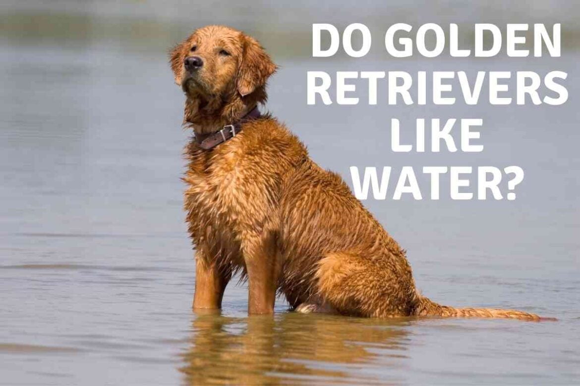 Golden Retriever Bite Statistics 8 Reasons Why They Bite Retriever