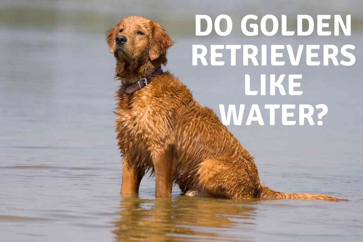 Do Golden Retrievers Like Water Do Golden Retrievers Like Water?