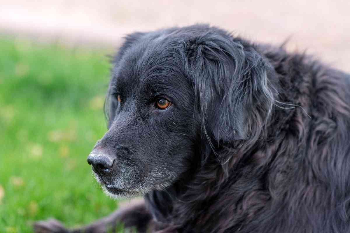 Does a Flat Coated Retriever Shed 1 Does a Flat-Coated Retriever Shed?