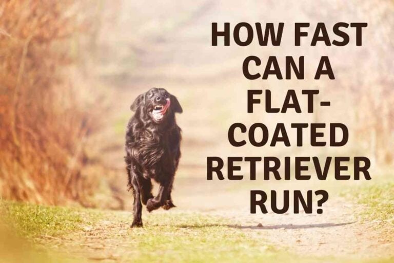 How Fast Can a Flat-Coated Retriever Run?