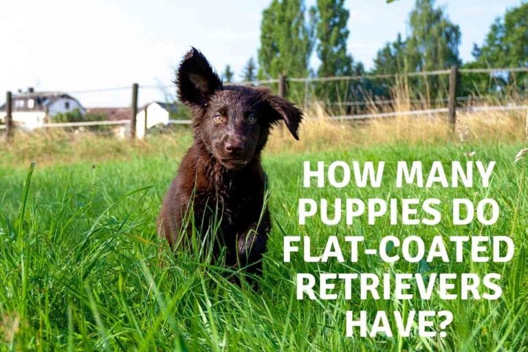 How Many Puppies Do Flat-Coated Retrievers Have?