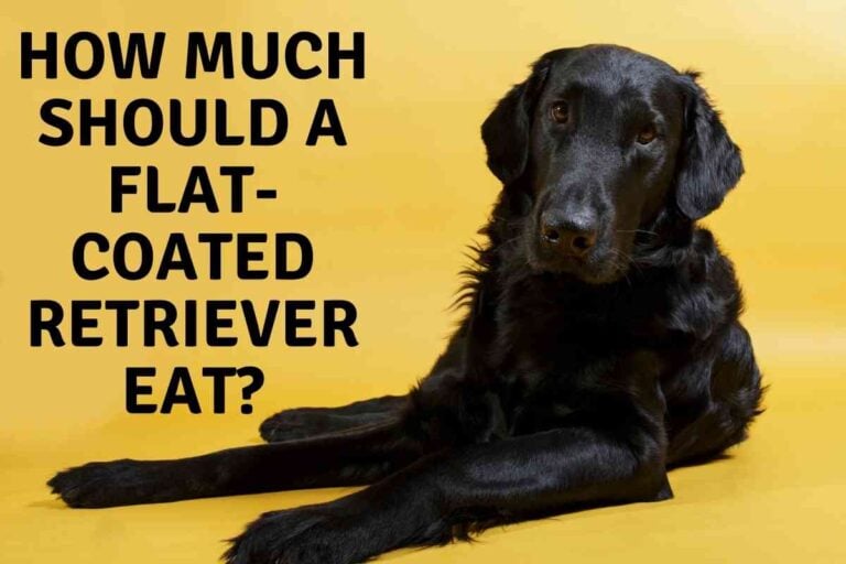 How Much Should a Flat-Coated Retriever Eat?