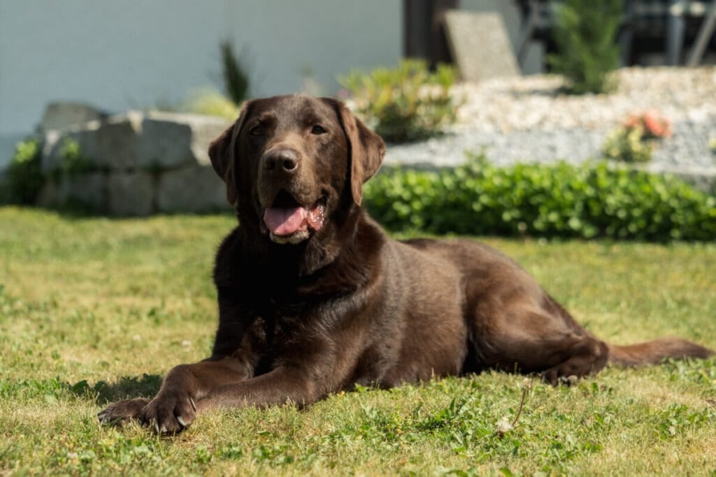 Are Labs Prone to Health Problems?
