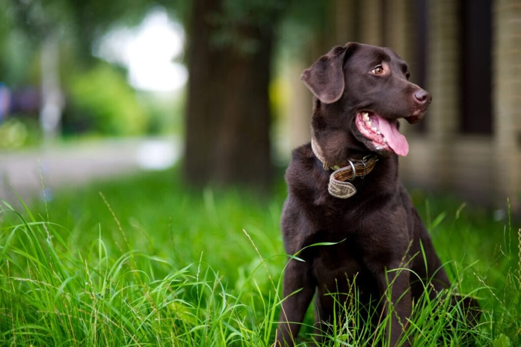 How Often Can You Bathe a Labrador Retriever? (Answered!)