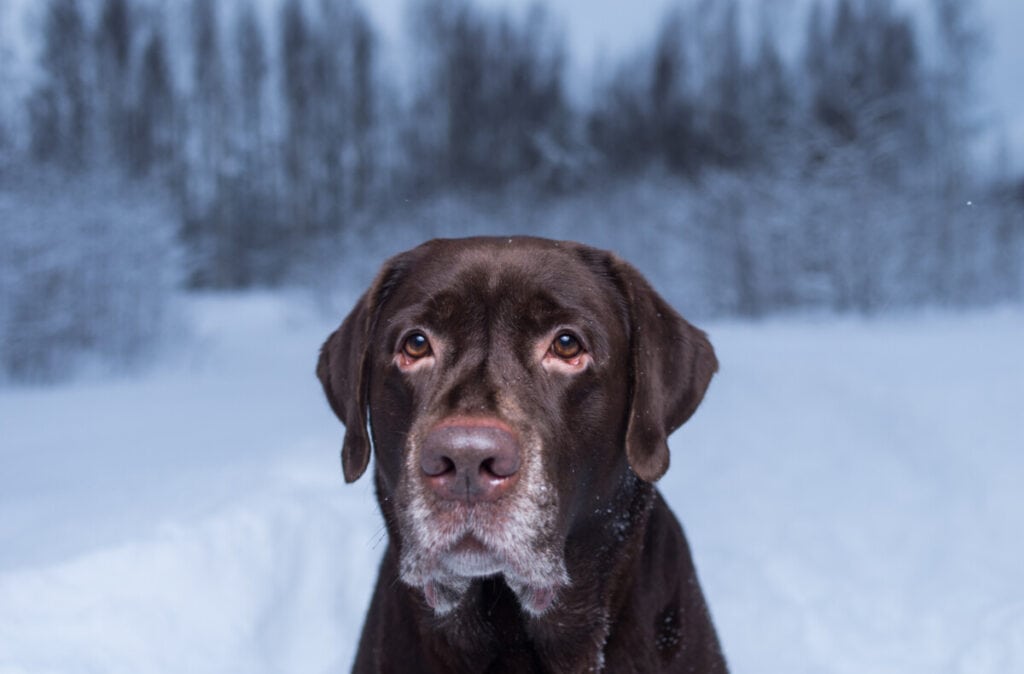 Do Labradors Get Sick Often? (Know these signs!)