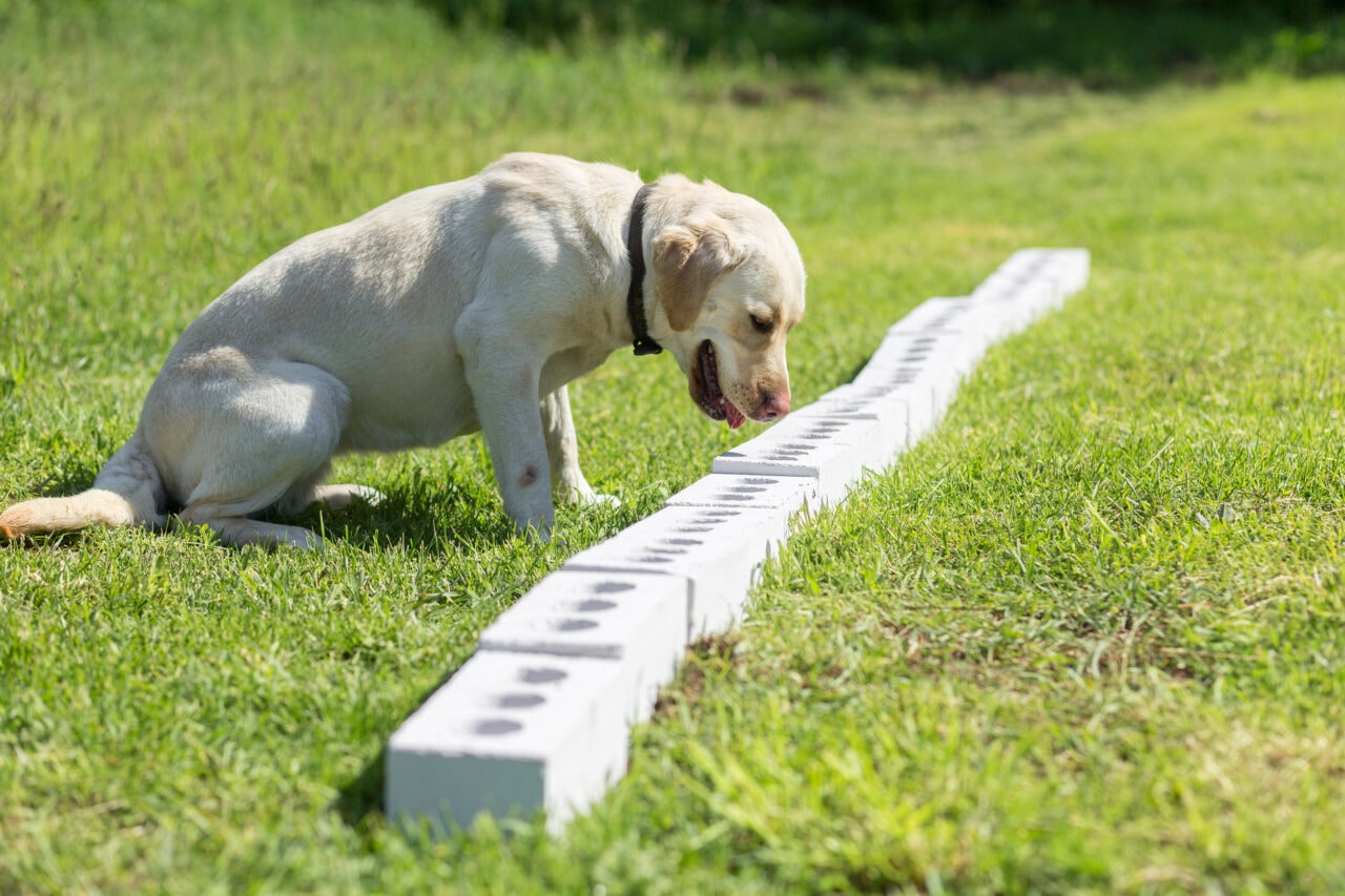 Are Labradors Dangerous Dogs?