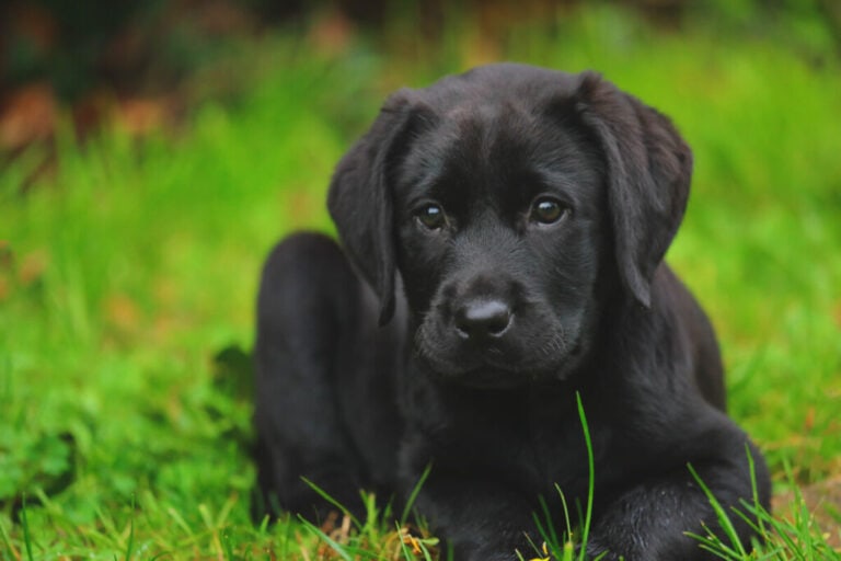 How Much Water Should a Labrador Retriever Puppy Drink?