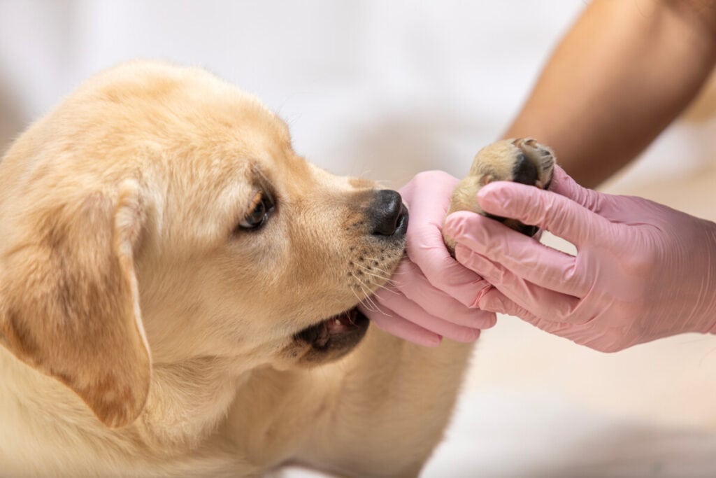 Do Labradors Bite Humans?