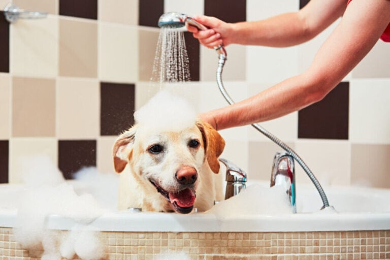 How Often Can You Bathe a Labrador Retriever? (Answered!)